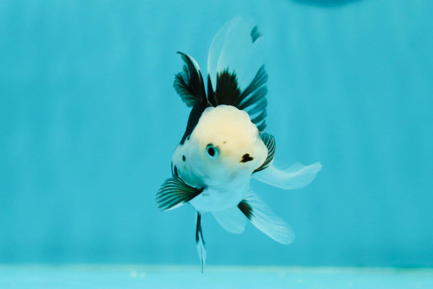 Solid White Black Panda Oranda Female 3-3.5 inches #1011OR_30