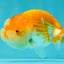 Red White Lionchu Female 4 inches #081426LC_19