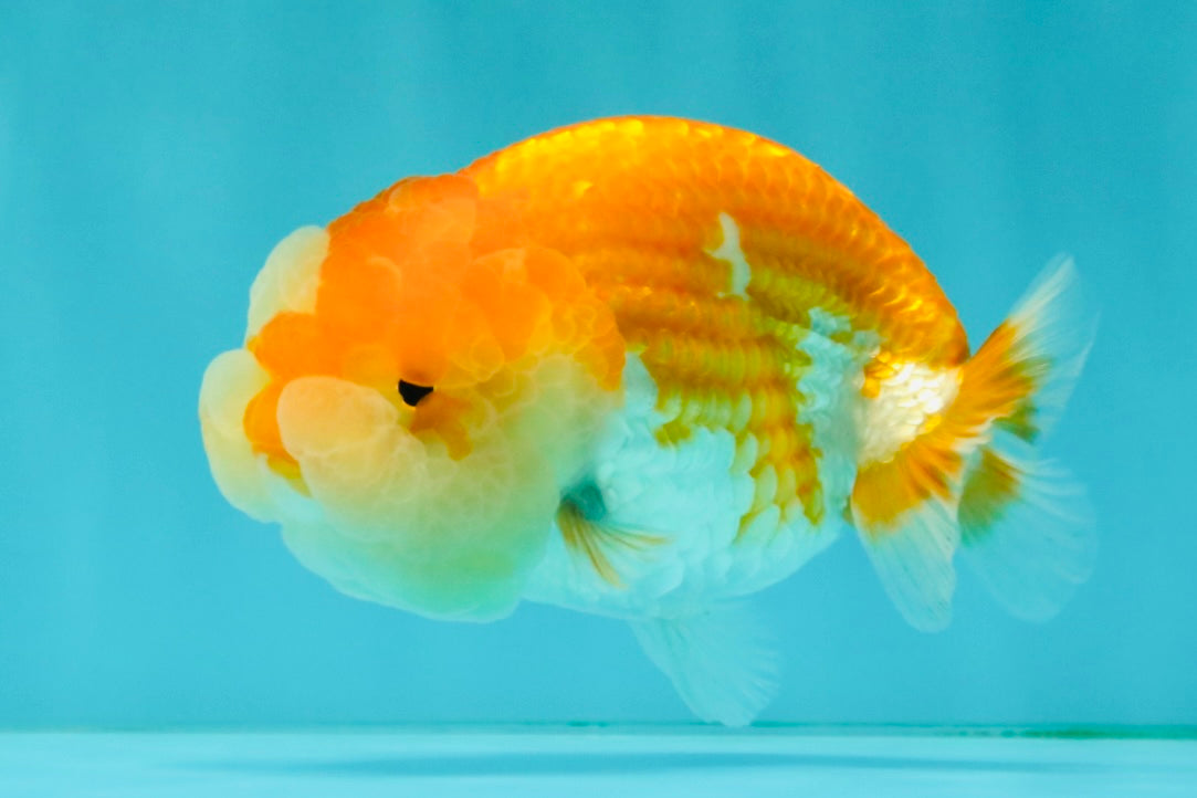 Red White Lionchu Female 4 inches #081426LC_19
