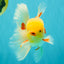 AAA Grade Red White Oranda Male 6 inches #080726OR_13