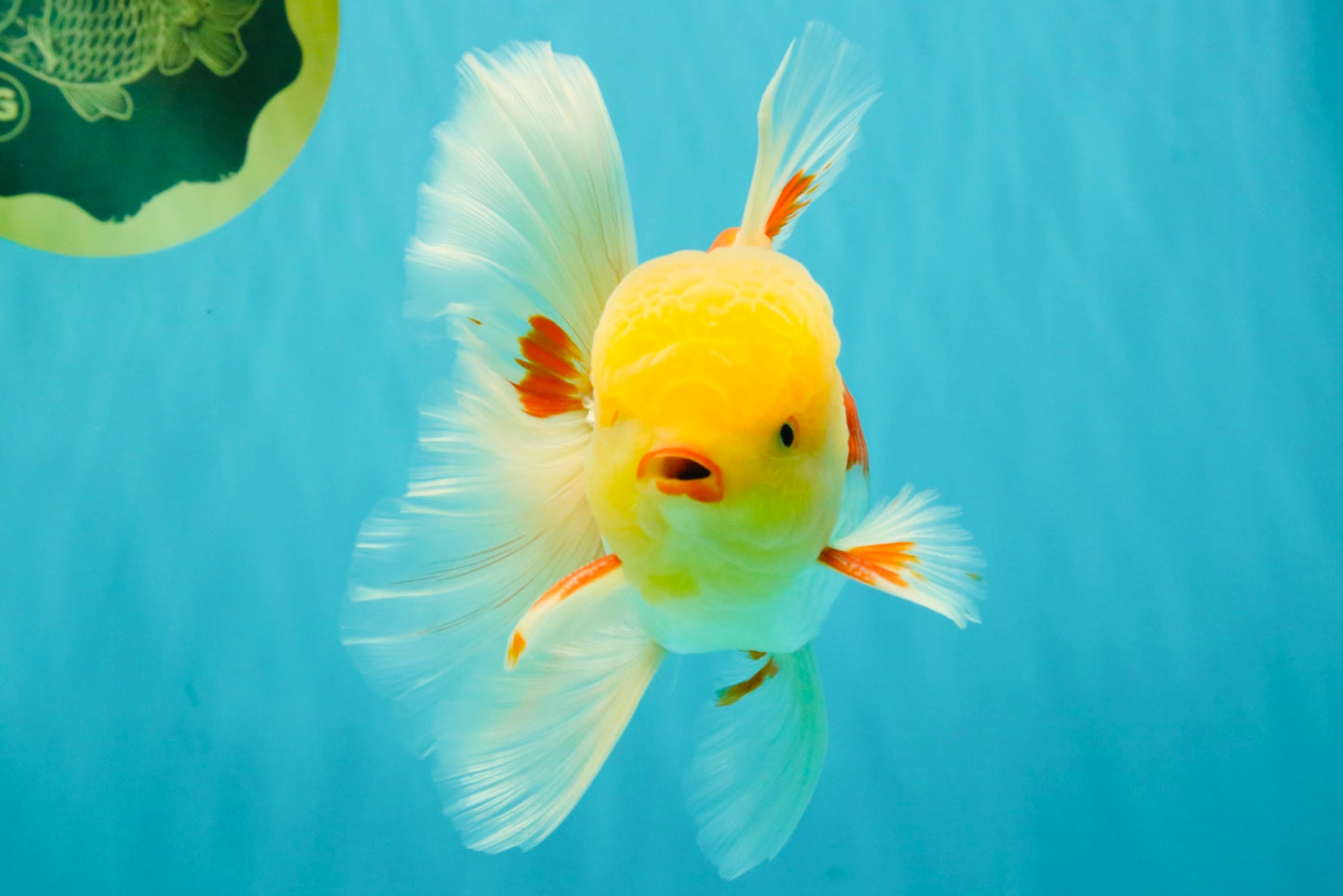 AAA Grade Red White Oranda Male 6 inches #080726OR_13