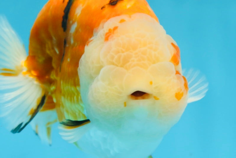 AAA Grade Sakura LionKing 5 inches #062025LC_08