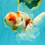 UNIQUE Calico Oranda Male 5 inches #091826OR_07