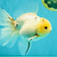 BEAUTY AAA Grade Sakura Oranda Male 6.5 inches #081426OR_03