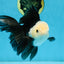 FLUFFY Panda Oranda Male 5-5.5 inches #091925OR_04