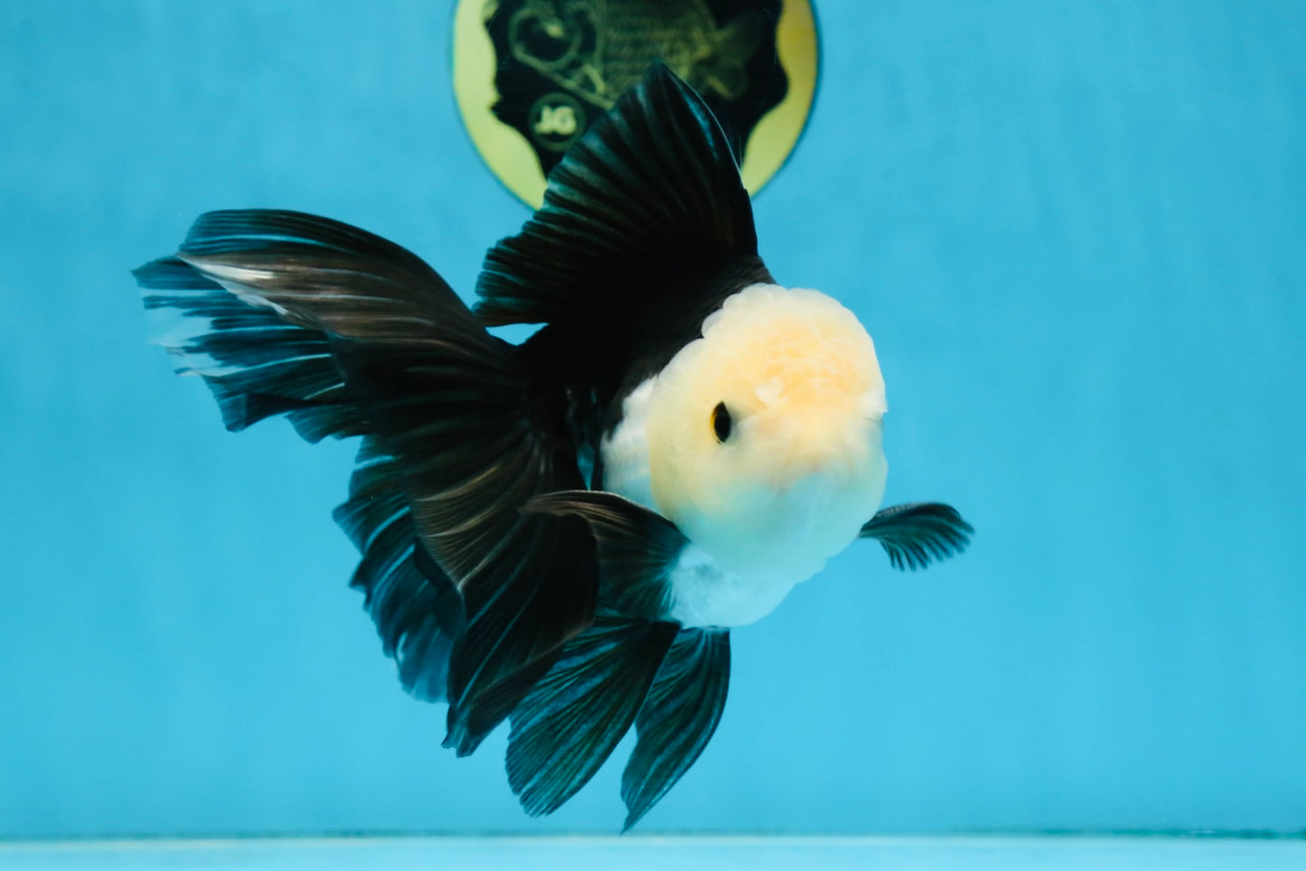 FLUFFY Panda Oranda Male 5-5.5 inches #091925OR_04