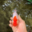 A Grade Red White LionQueen 4.5 inches #070326LC_32