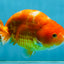 Sakura Chinese Ranchu Female 5 inches #120525RC_06