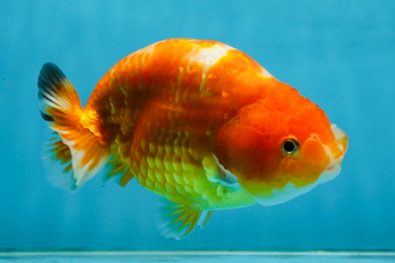 Sakura Chinese Ranchu Female 5 inches #120525RC_06