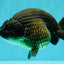 A Grade Black Ranchu Female 5.5 inches #072426RC_37
