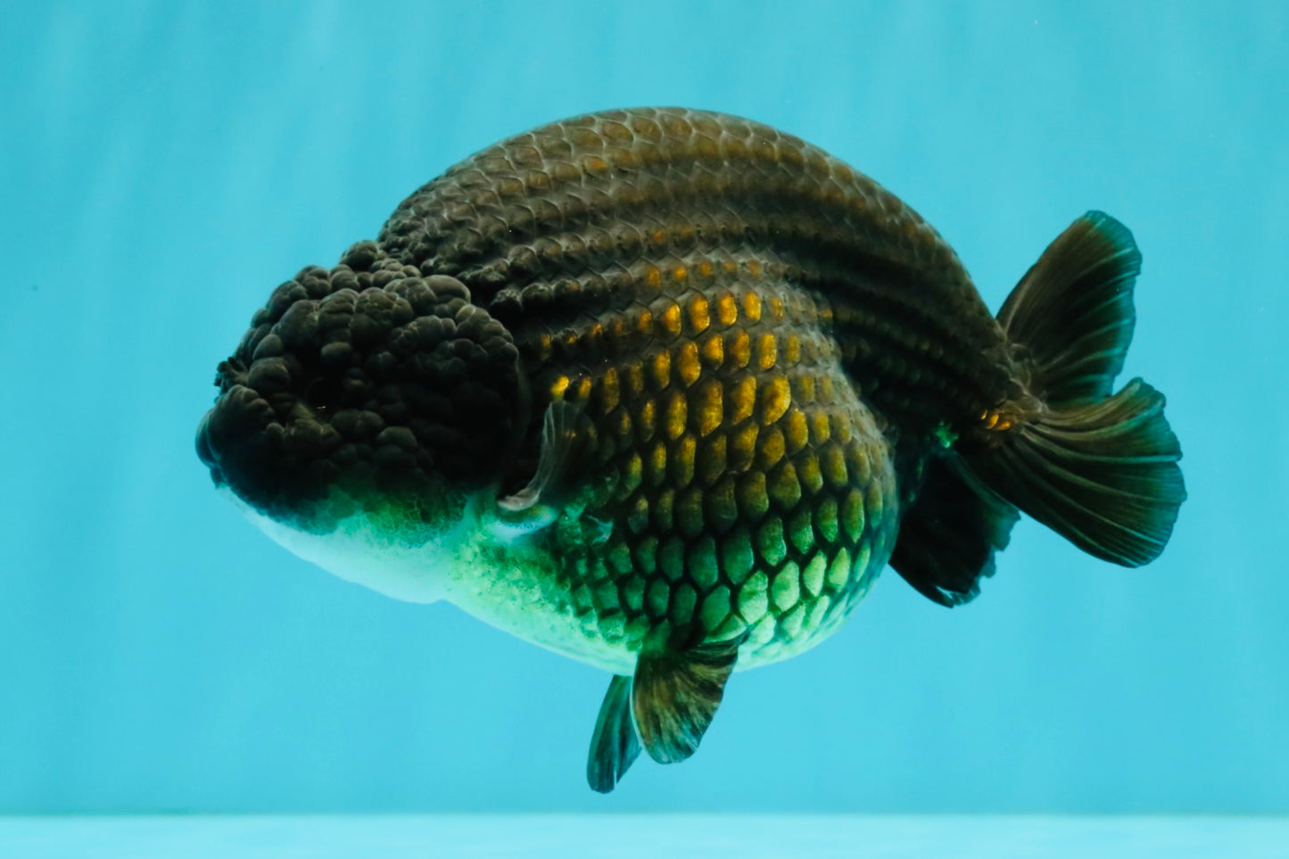A Grade Black Ranchu Female 5.5 inches #072426RC_37