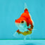 A Grade Red White Ryukin Female 4 inches #050126RK_04