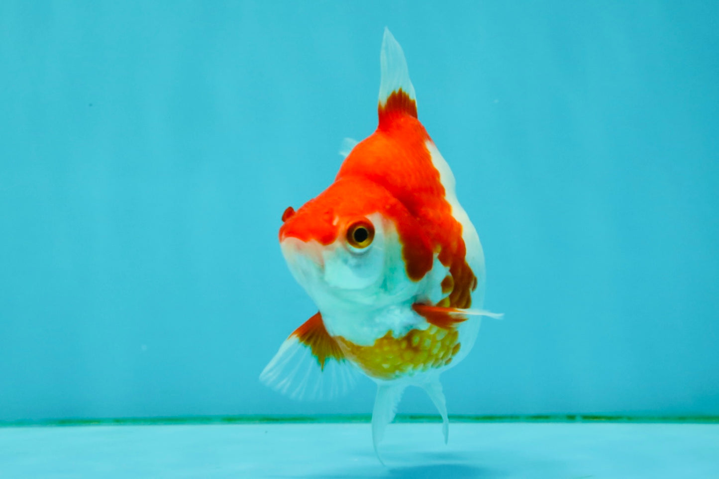 A Grade Red White Ryukin Female 4 inches #050126RK_04