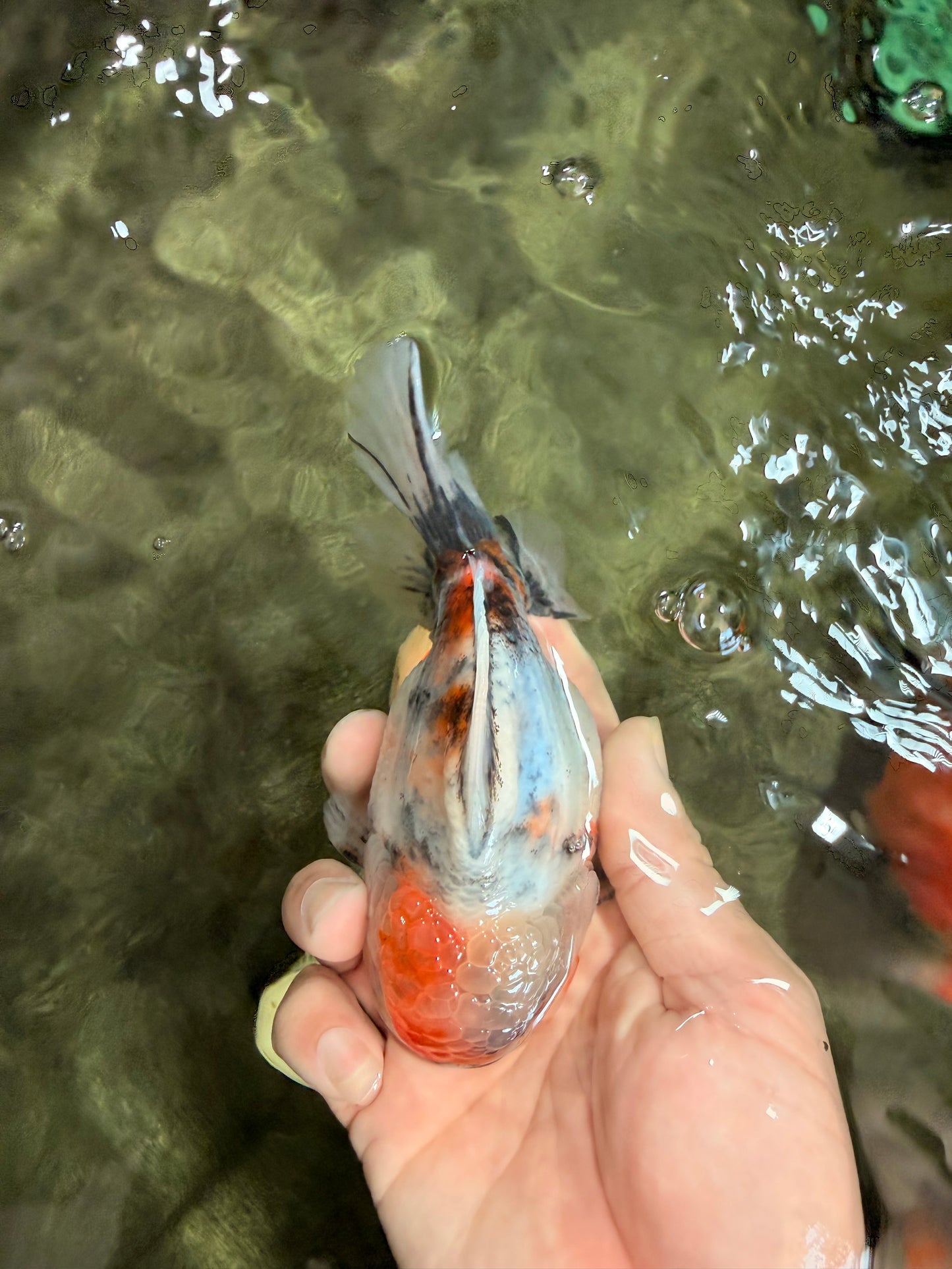 A Grade Calcio  Oranda Male 5 inches #080726OR_22