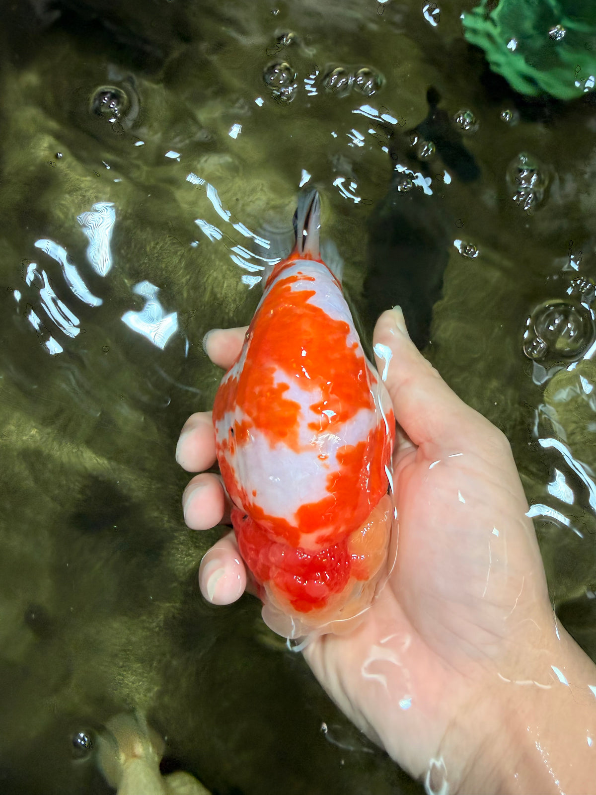 UNIQUE AAA Grade Super Kohaku Sakura LionKing 5-5.5 inches #092526LC_18
