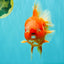 BIG WEN AAA Grade Red White Oranda Male 7.5-8 inches #070326OR_03