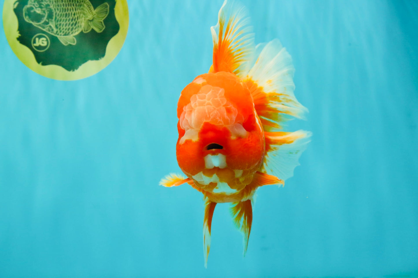 BIG WEN AAA Grade Red White Oranda Male 7.5-8 inches #070326OR_03