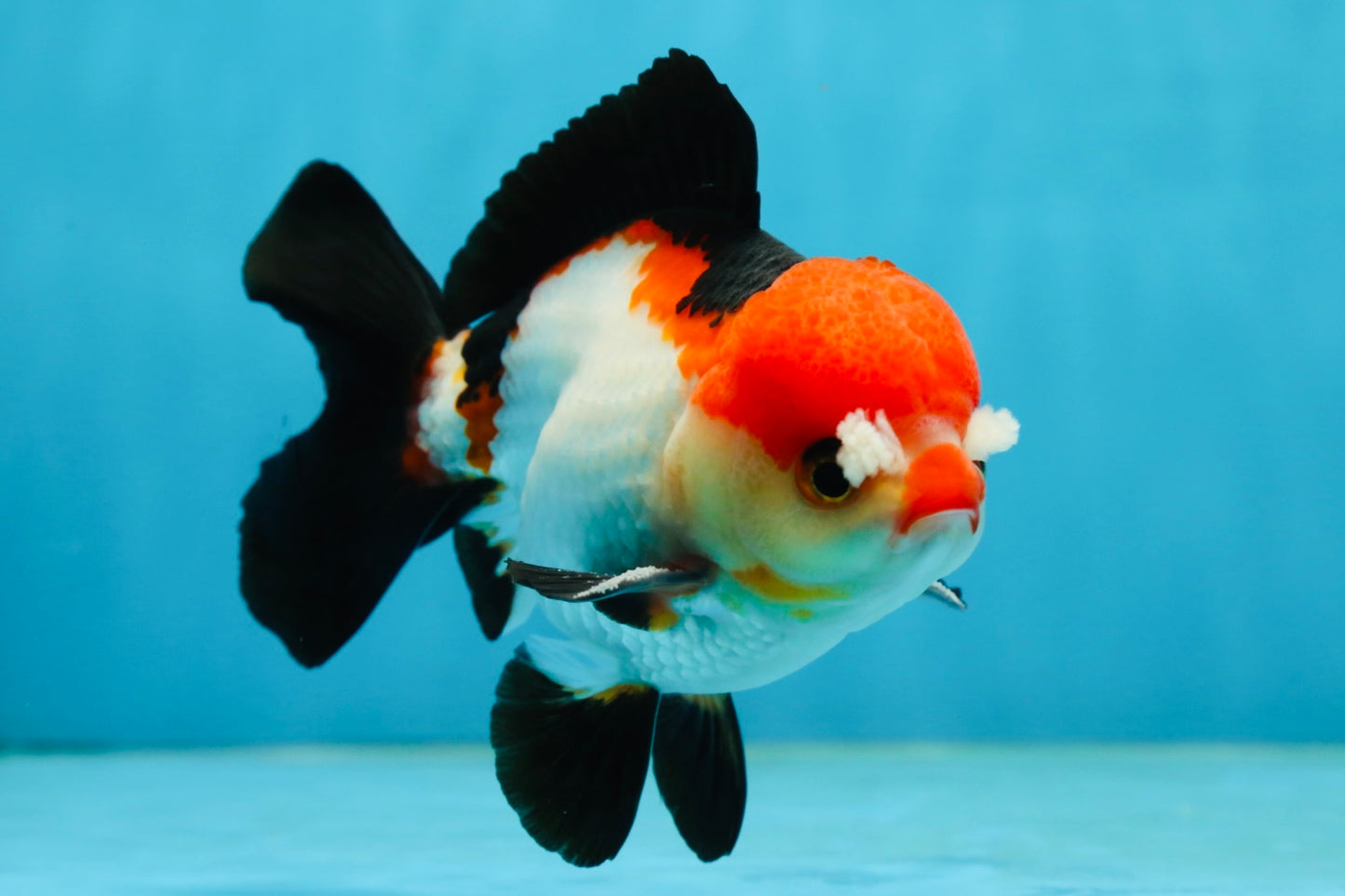 A Grade Pompom Tricolor Yuanbao Male 4.5 inches #062725YB_08