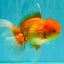 A Grade Red White Oranda Male 6 inches #081426OR_13