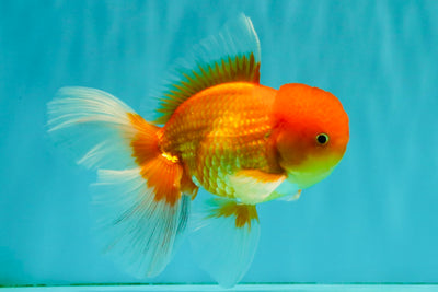 A Grade Red White Oranda Male 6 inches #081426OR_13