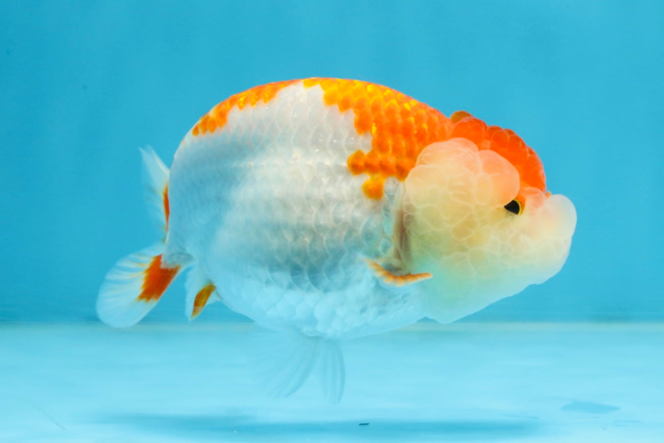 SUPER CUTE AAA Grade Red White LionQueen 4  inches #102425LC_14