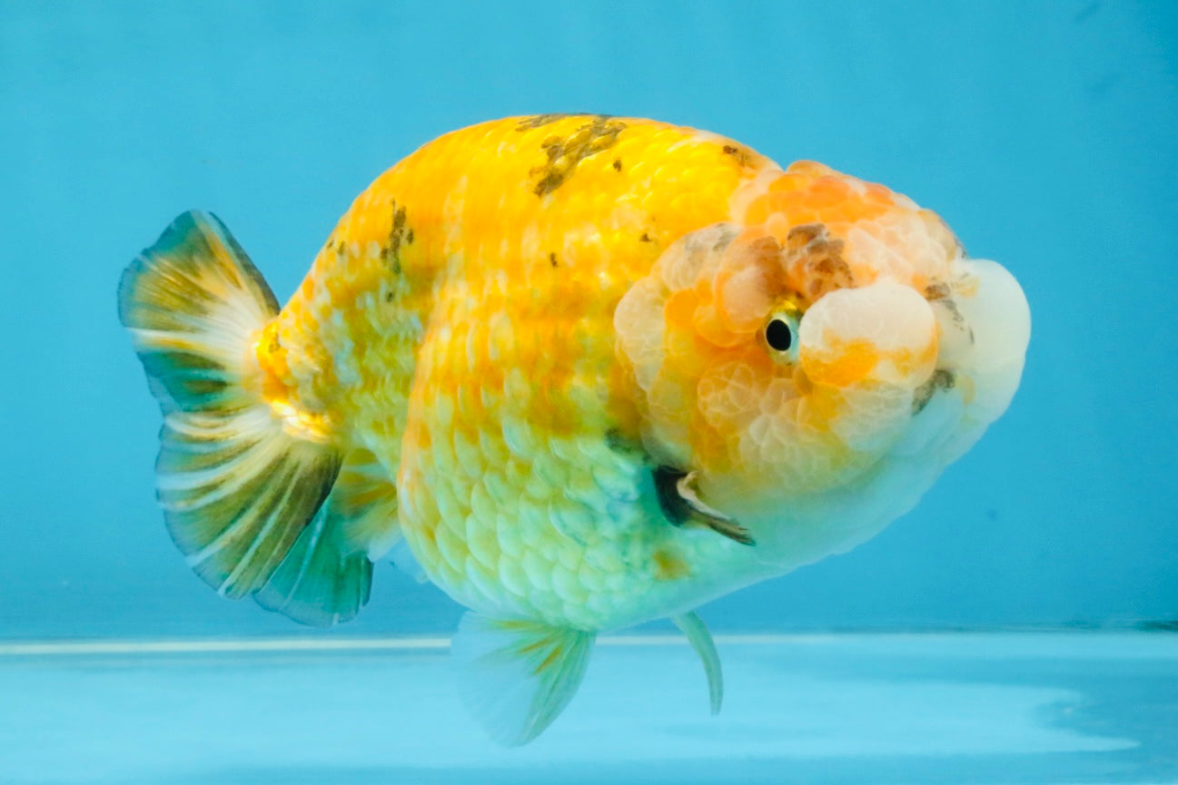 ADORABLE Sakura LionChu Female 5-5.5 inches #121925LC_07