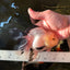 A Grade Fluffy Wen Panda Oranda Female 5-5.5 inches #110824OR_03