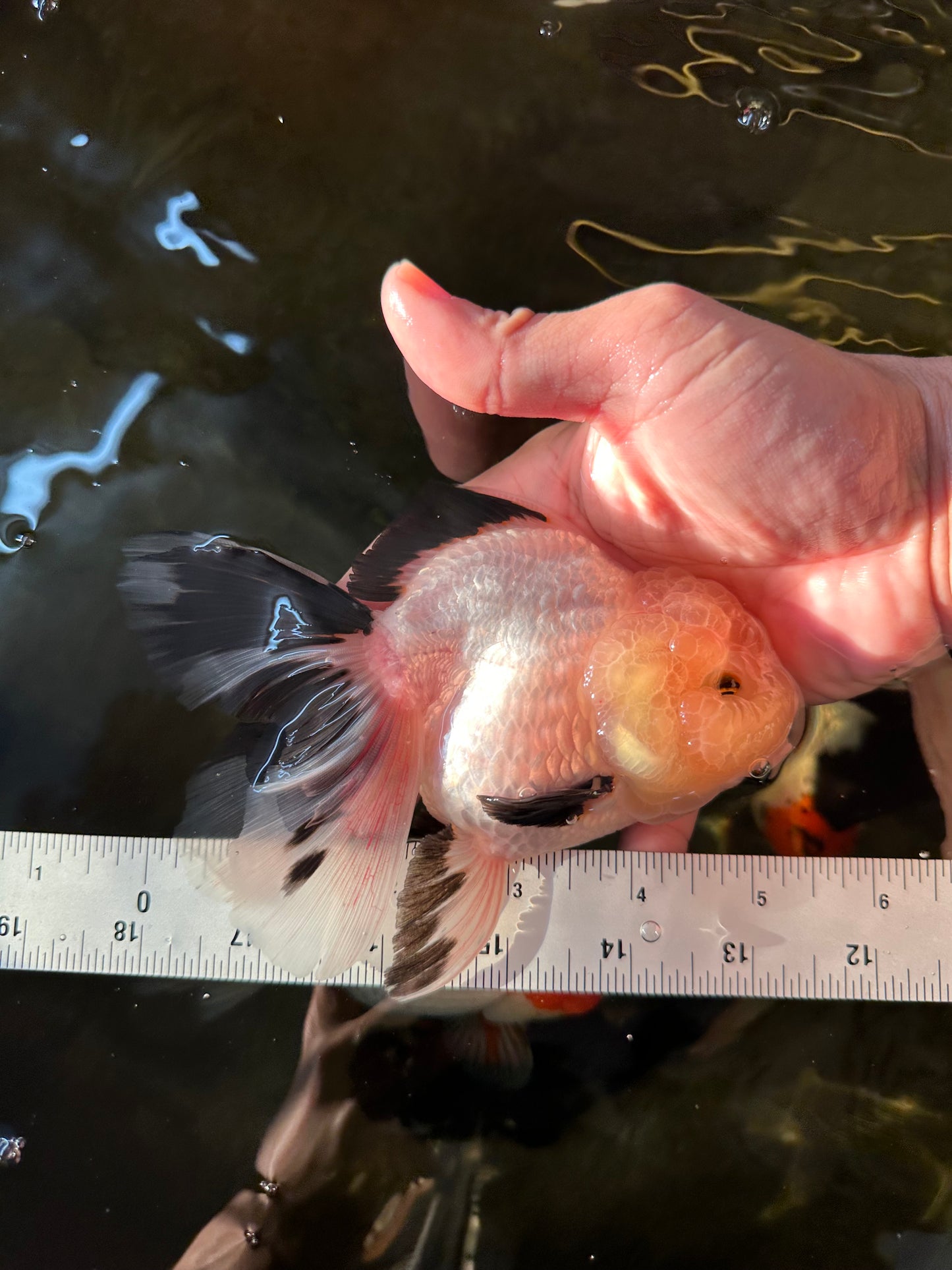 A Grade Fluffy Wen Panda Oranda Female 5-5.5 inches #110824OR_03