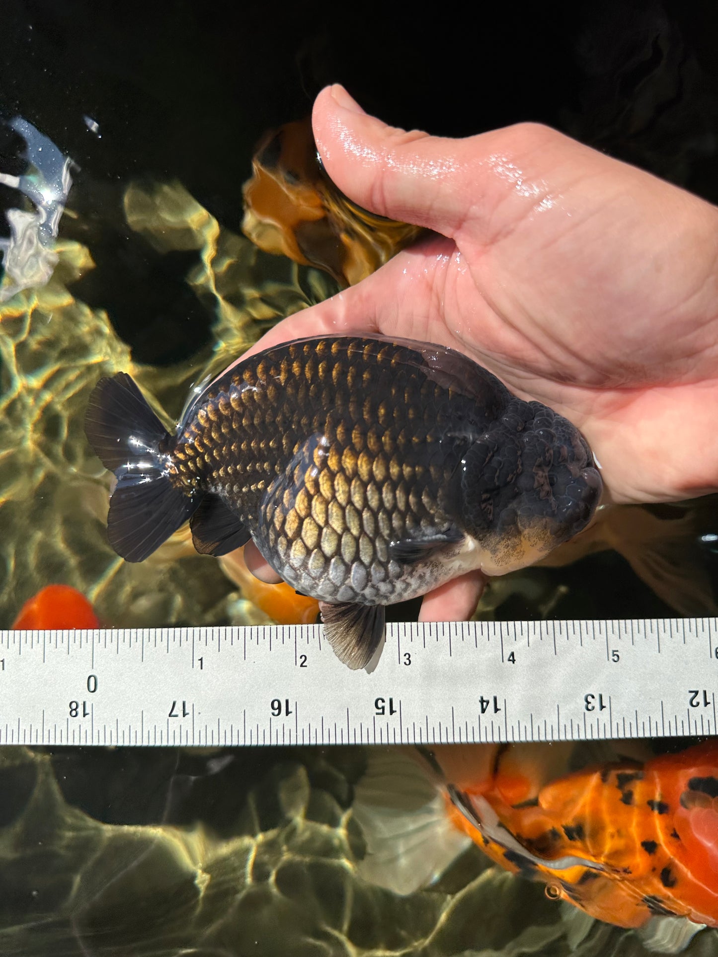 AAA Grade Black Ranchu Male 4.5-5 inches #052325RC_17