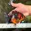 A Grade Tiger Oranda Female 5-5.5 inches #073126OR_20