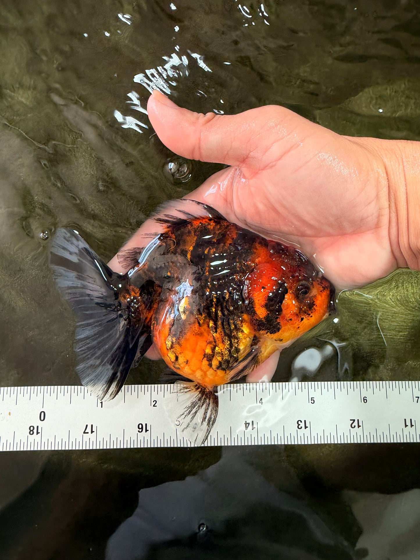 A Grade Tiger Oranda Female 5-5.5 inches #073126OR_20