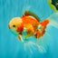 CHICKIE AAA Grade Red White Oranda Male 6 inches #072426OR_06