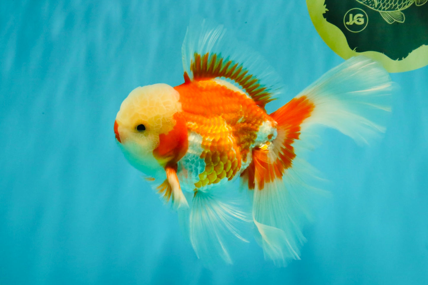 CHICKIE AAA Grade Red White Oranda Male 6 inches #072426OR_06