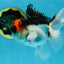 A Grade Tricolor Oranda Male 4.5 inches #053025OR_17