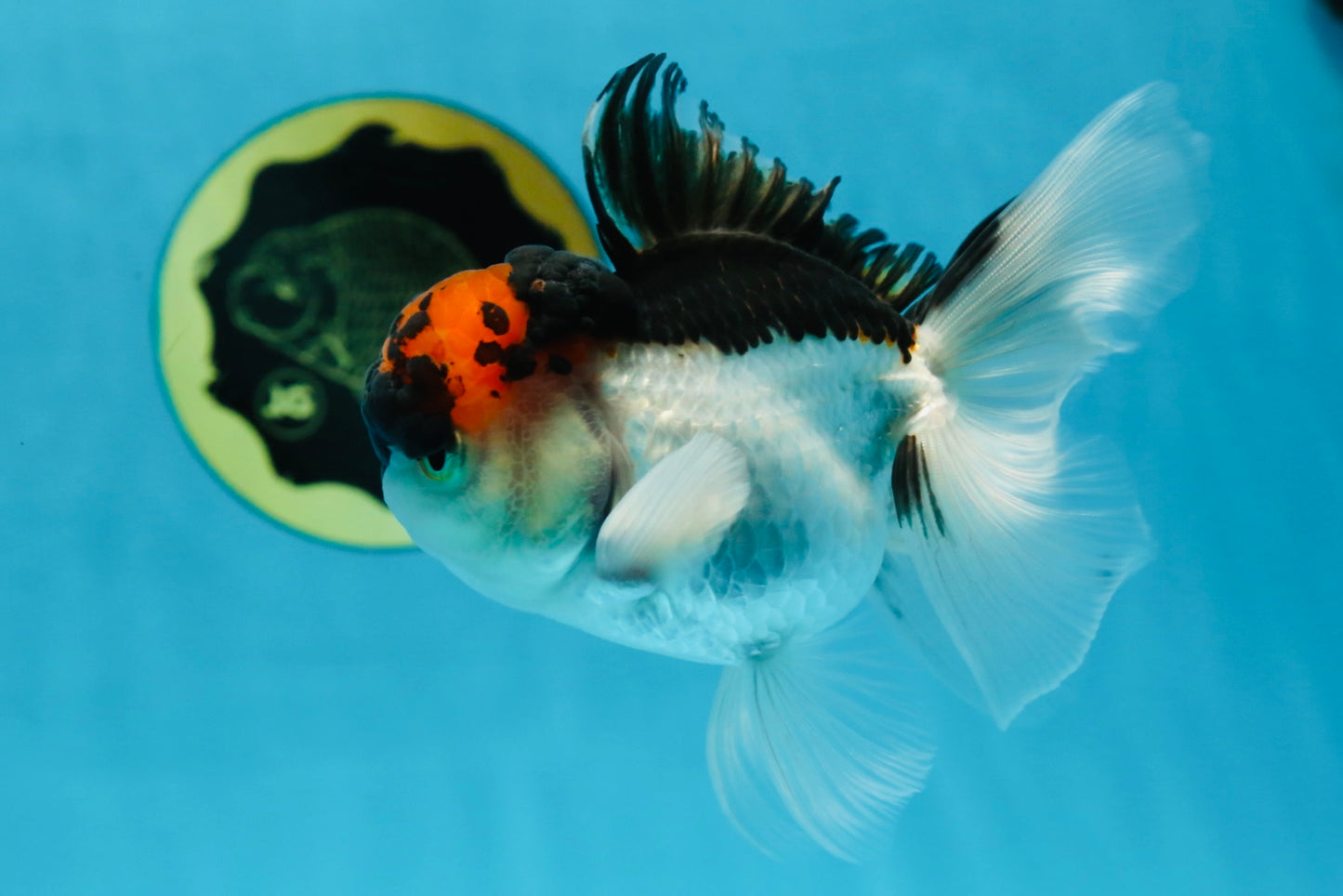 A Grade Tricolor Oranda Male 4.5 inches #053025OR_17