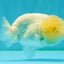 White LionChu Female 4-4.5 inches #042426LC_18