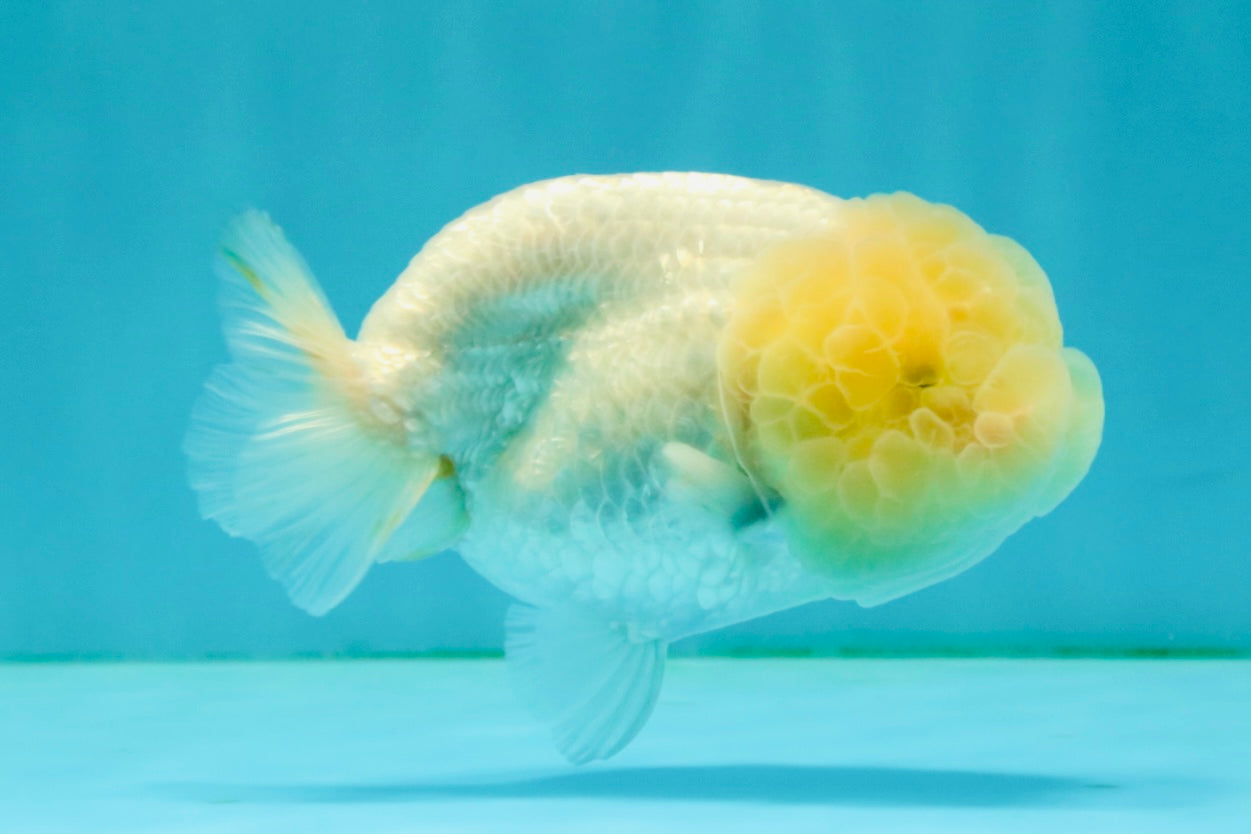 White LionChu Female 4-4.5 inches #042426LC_18