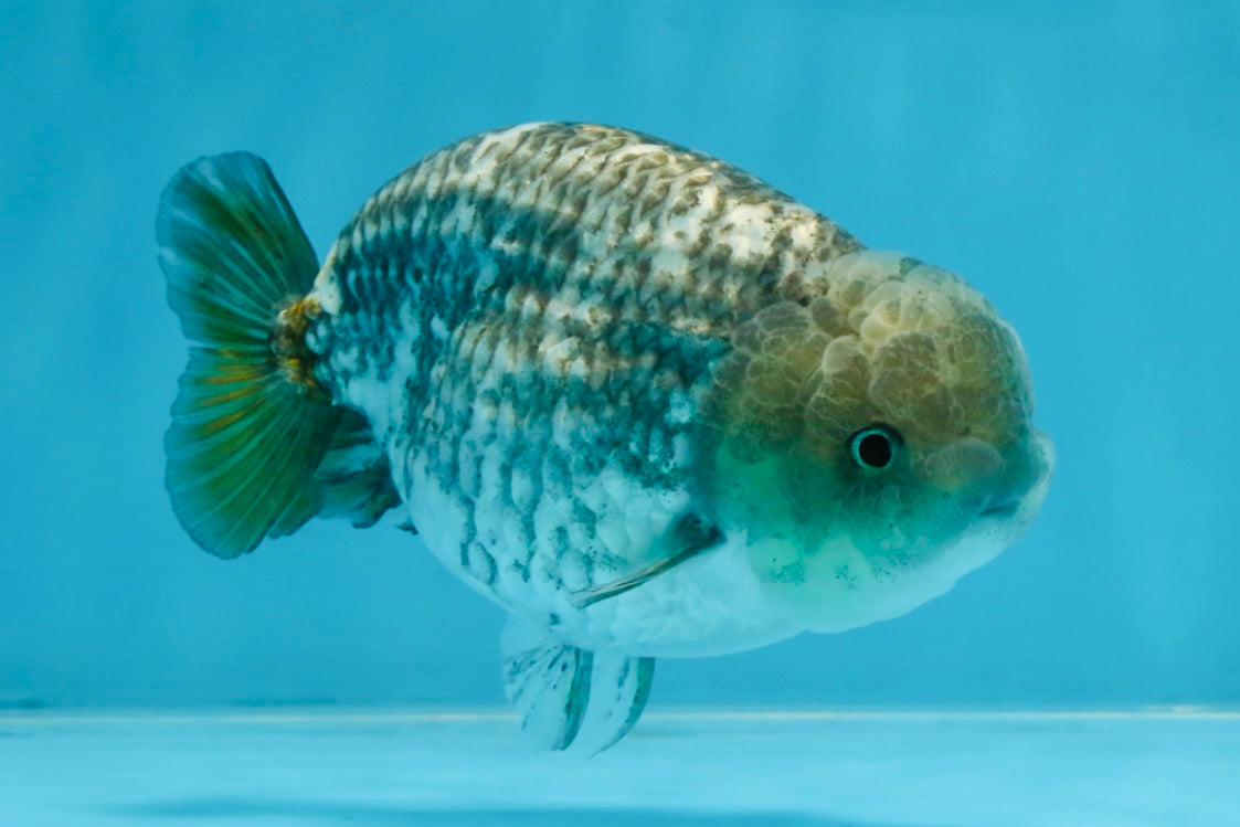 A Grade White Tiger LionKing 4.5 inches #103125LC_13