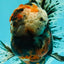 A Grade Real Calico Oranda Male 5.5 inches #062626OR_32