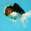 A Grade Young Lava Tricolor Oranda Male 5.5 inches #061325_07