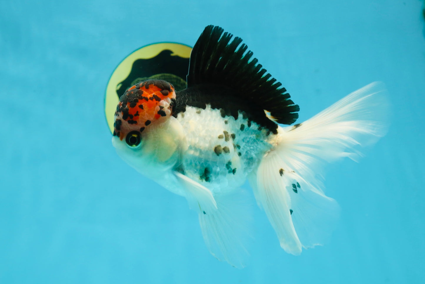 A Grade Young Lava Tricolor Oranda Male 5.5 inches #061325_07