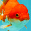 A Grade Red White Oranda Female 6.5-7 inches #050826OR_06