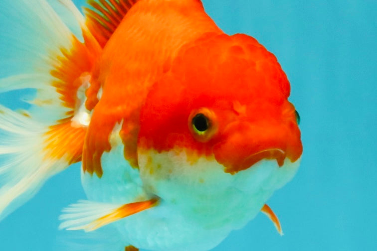 A Grade Red White Oranda Female 6.5-7 inches #050826OR_06