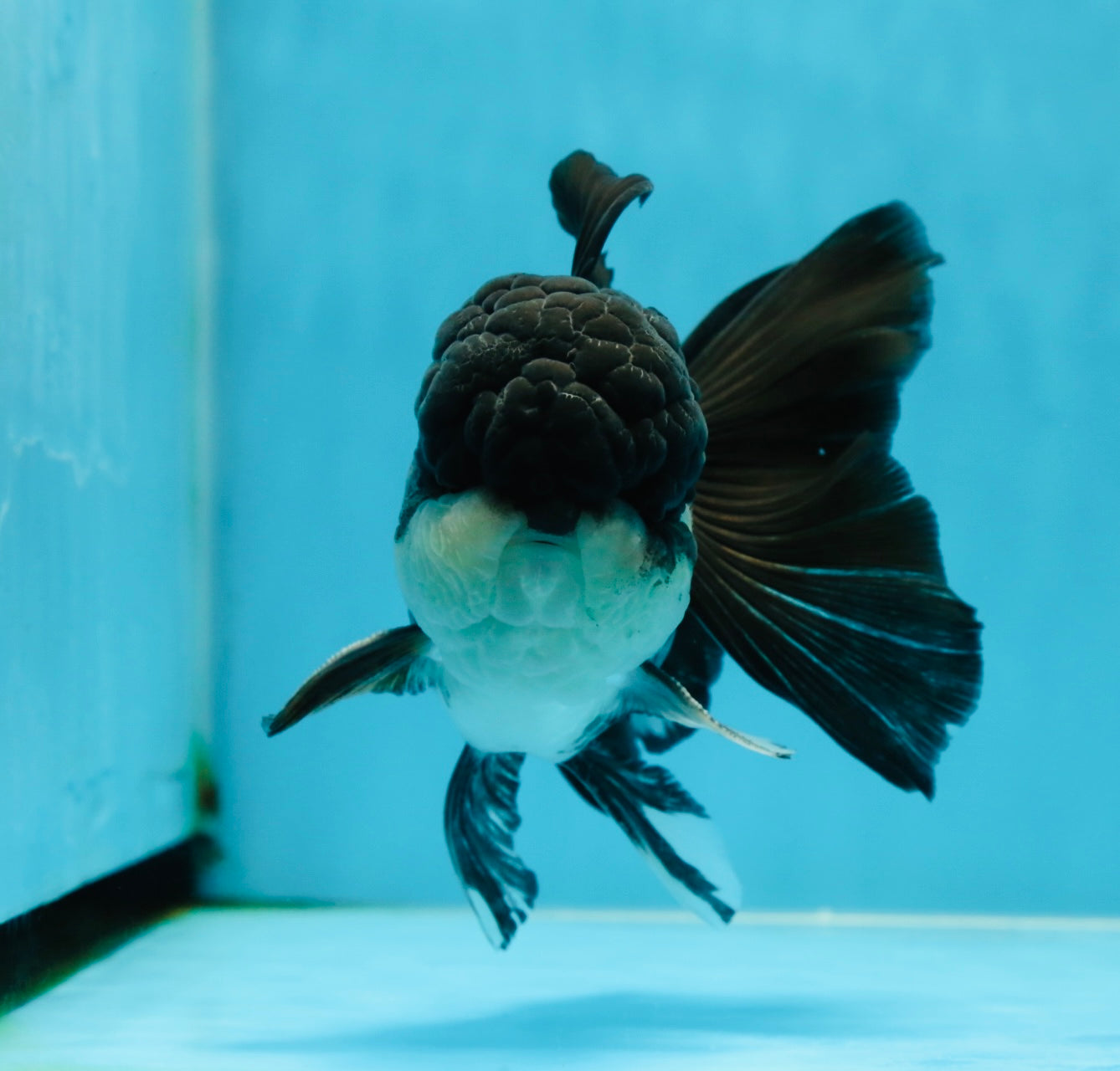 Chubby Cheeks Panda Oranda Male 5 inches #050225OR_06