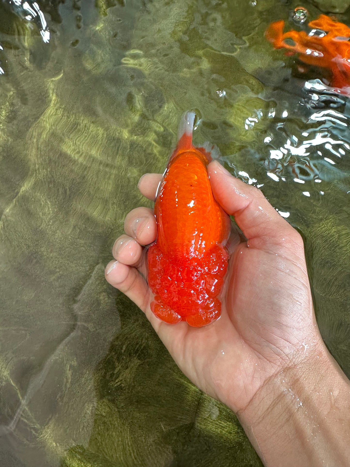 AAA Grade TOP Red White LionKing 4.5 inches #051625LC_37