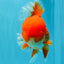 TOMATO AAA Grade Red White Oranda Male 6.5 inches #022026OR_05
