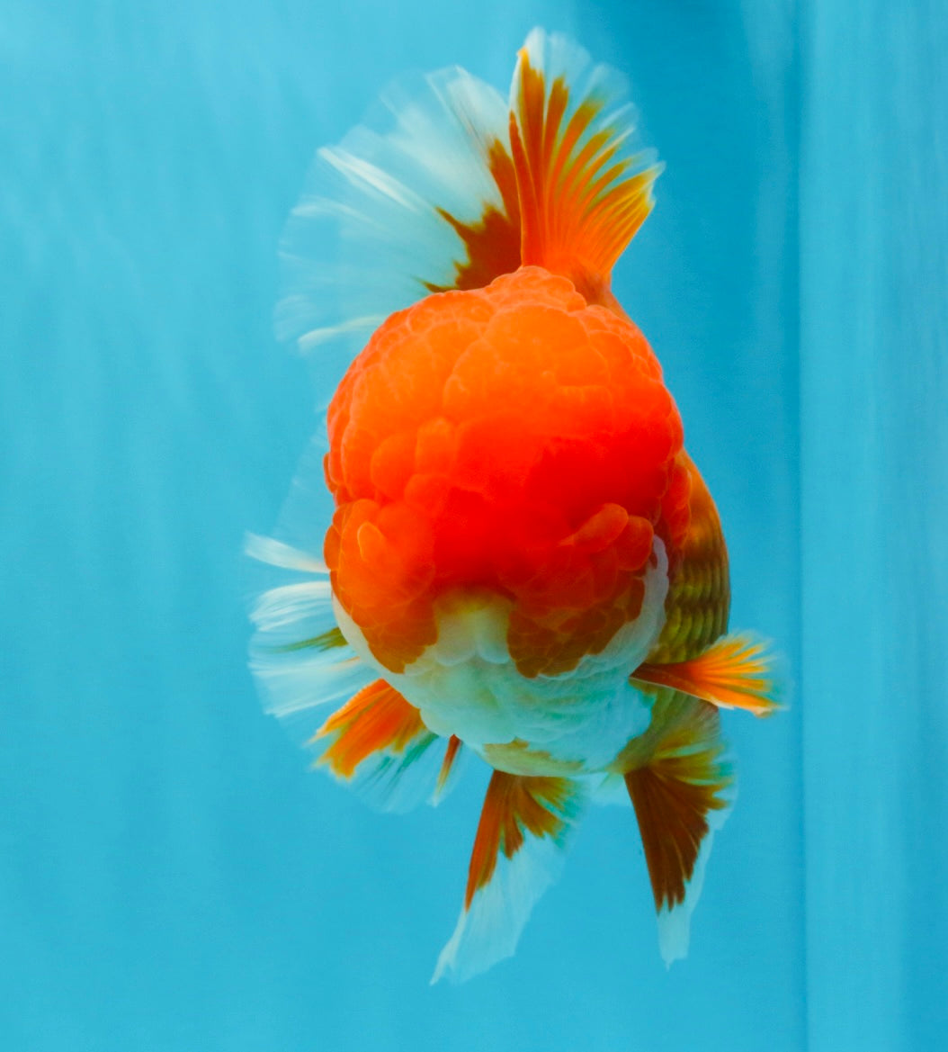 TOMATO AAA Grade Red White Oranda Male 6.5 inches #022026OR_05