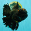 GODZILLA AAA Grade Black Lava Oranda Male 6.5-7 inches #092526OR_02
