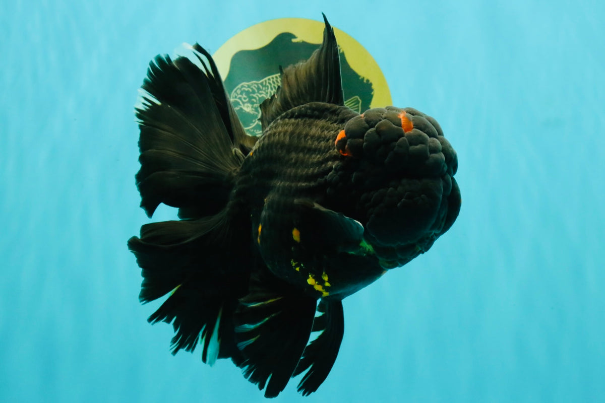 GODZILLA AAA Grade Black Lava Oranda Male 6.5-7 inches #092526OR_02