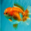 CHUBBY AAA Grade Red White Oranda Male 6 inches #081426OR_01